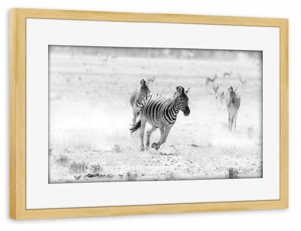 Poster mit Rahmen kiefer "Zebra in Schwarz Weiß" artboxONE - Natur,Tiere