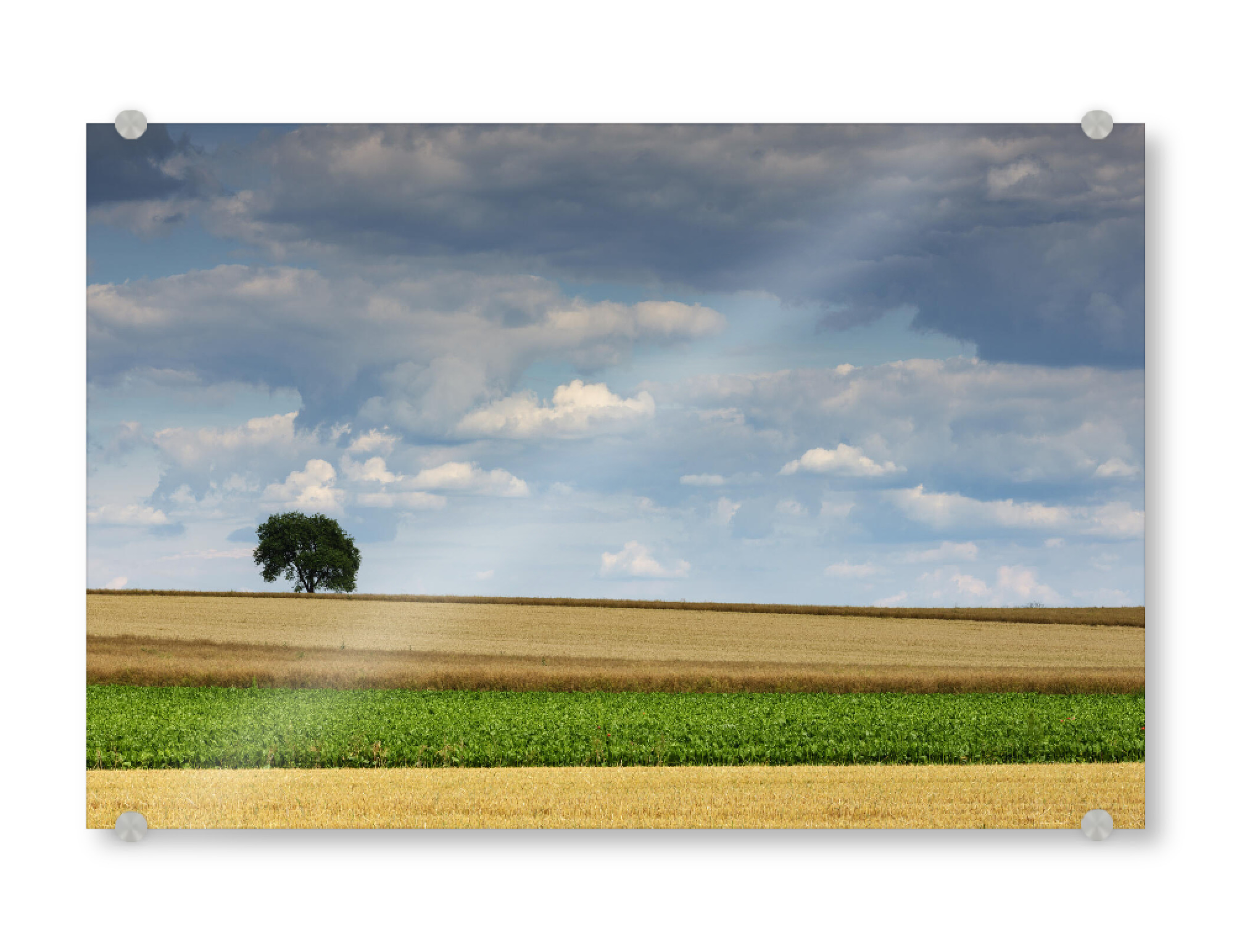 Acrylglasbild "Einsamer Baum im Harz" artboxONE - Natur - Baum,Wolken,Getreidefeld,Weite,Tree,Sky,Field,Feld,Natur,Nature,Landschaft,Landscape