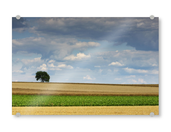 Acrylglasbild "Einsamer Baum im Harz" artboxONE - Natur - Baum,Wolken,Getreidefeld,Weite,Tree,Sky,Field,Feld,Natur,Nature,Landschaft,Landscape