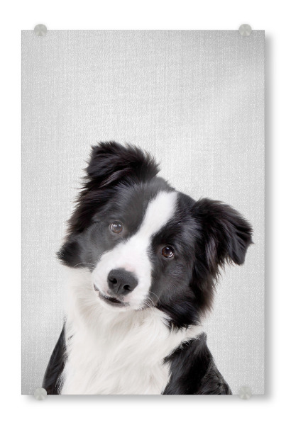 Acrylglasbild "Border Collie - Colorful" artboxONE - Natur,Für Kinder,Tiere