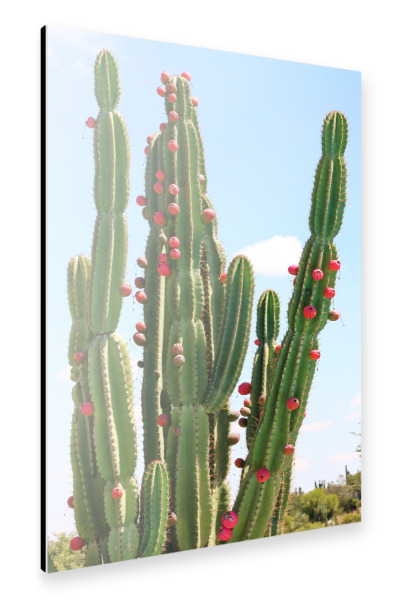 Alu-Dibond "Grüner Kaktus rote Früchte" 30x20 cm artboxONE