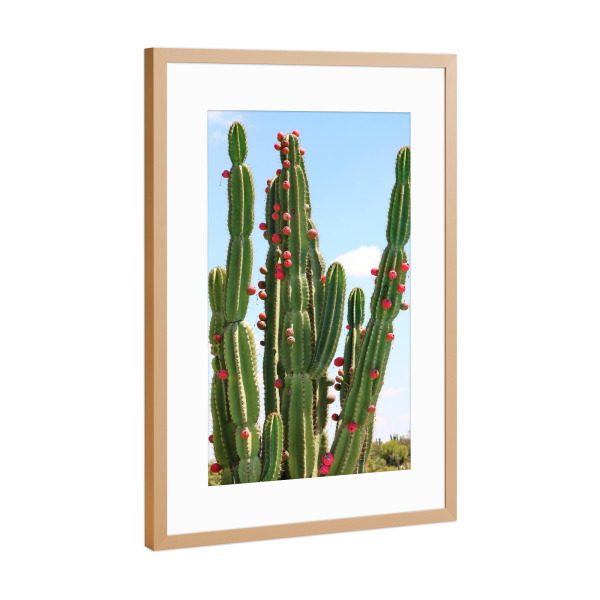 Poster mit Rahmen Kupfer "Grüner Kaktus rote Früchte" artboxONE - Natur,Floral,Reise / Afrika