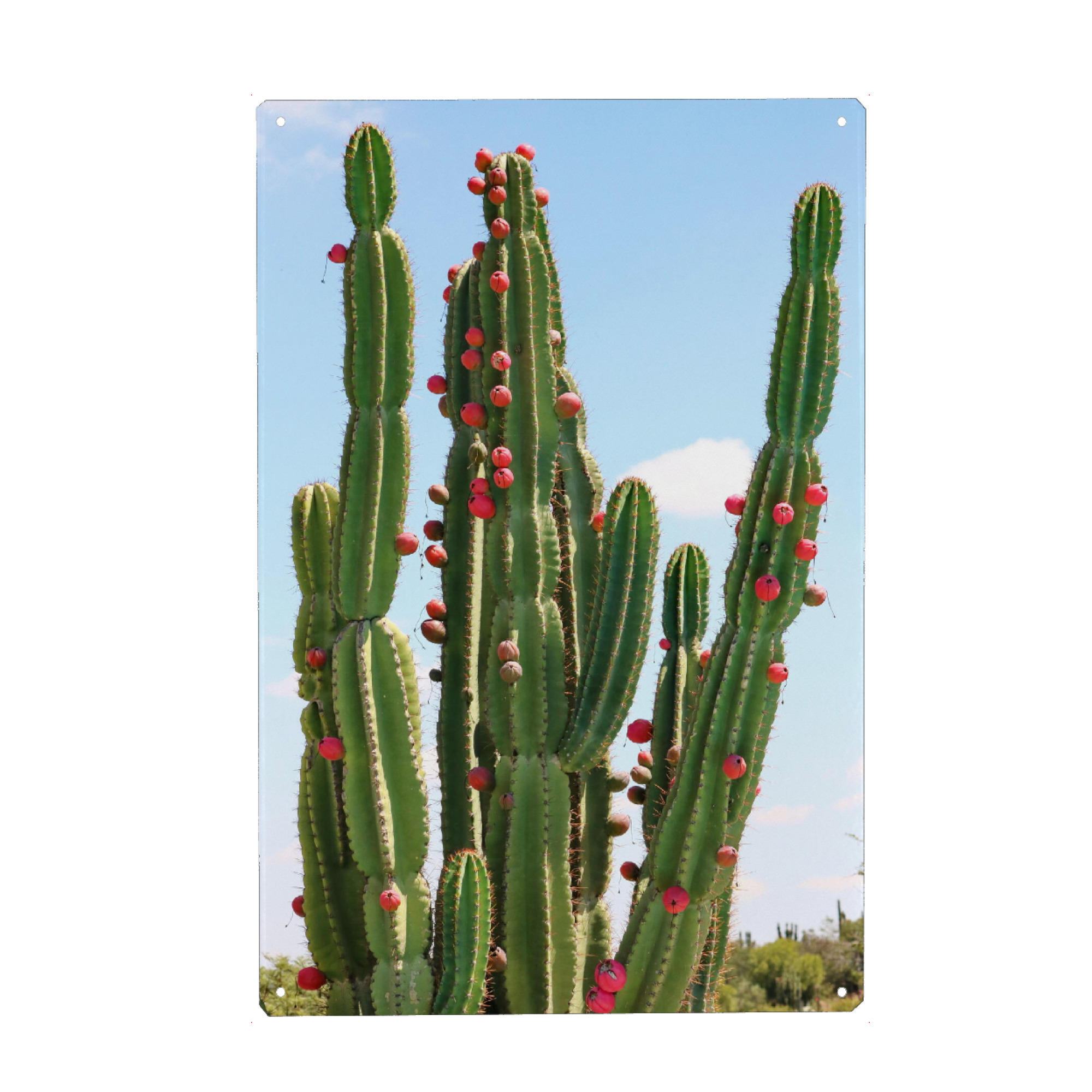 Metall Poster "Grüner Kaktus rote Früchte" artboxONE - Natur,Floral,Reise / Afrika - Kaktus,Afrika,Pflanze,Plant,Cacteen,Botanical,Desert,Wüste,Africa