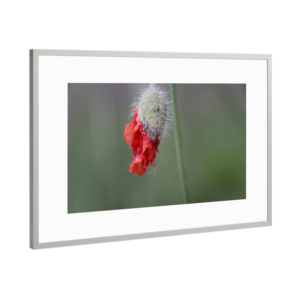 Poster mit Rahmen Silber "Mohnblütenknospe" artboxONE - Natur,Floral