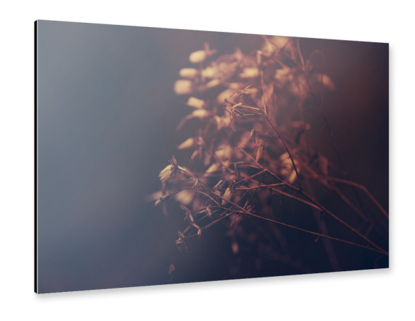 Alu-Dibond "Herbstblüte" 30x20 cm artboxONE
