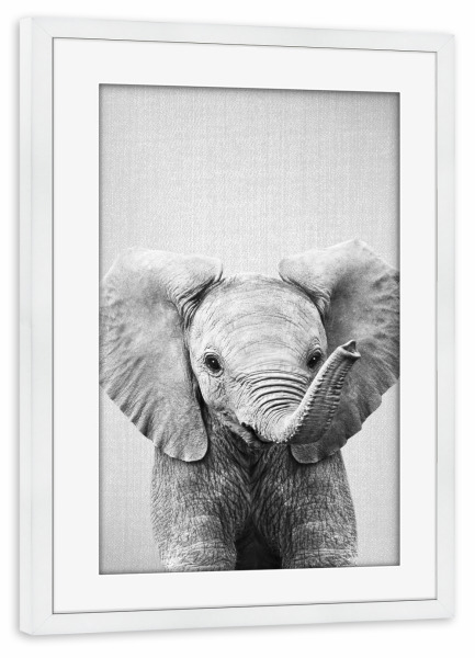 Poster mit Rahmen weiß "Baby Elephant - Black & White" artboxONE - Natur,Für Kinder,Tiere,Reise / Afrika,Liebe
