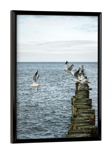 Poster mit schwarzem Rahmen "Möwen auf einer Buhnenreihe" artboxONE - Natur,Tiere,Reise / Strand und Meer