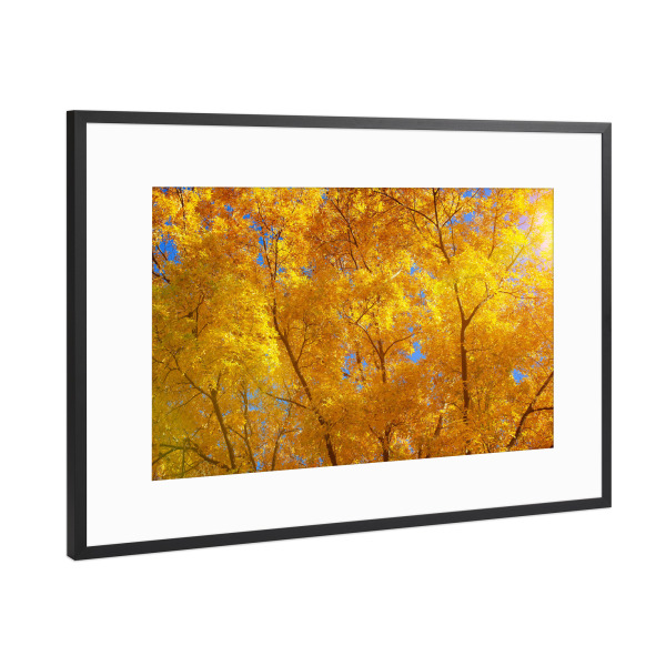 Poster mit Rahmen Schwarz (Metallic) "Herbstlich im Wald" artboxONE - Natur