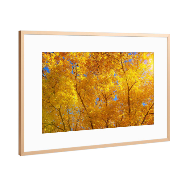 Poster mit Rahmen Kupfer "Herbstlich im Wald" artboxONE - Natur