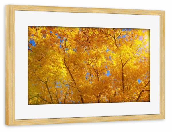 Poster mit Rahmen kiefer "Herbstlich im Wald" artboxONE - Natur