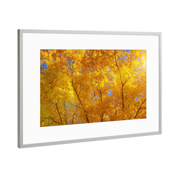 Poster mit Rahmen Silber "Herbstlich im Wald" artboxONE - Natur