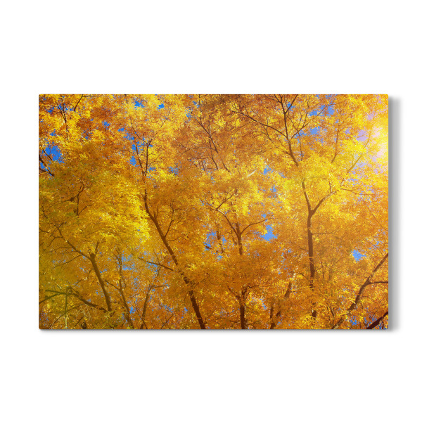 Galerie-Print "Herbstlich im Wald" 30x20 cm artboxONE