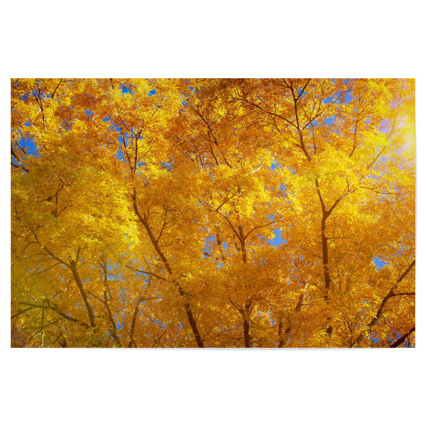 Poster 30x20 cm "Herbstlich im Wald" artboxONE - Natur