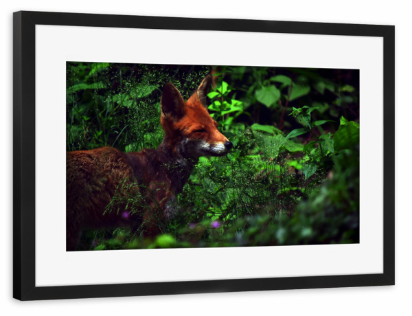Poster mit Rahmen schwarz "Rotfuchs" artboxONE - Natur,Tiere