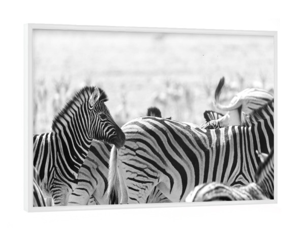 Poster mit weißem Rahmen "Zebra Nahaufnahme Schwarz Weiss" artboxONE - Natur,Tiere,Schwarzweiß