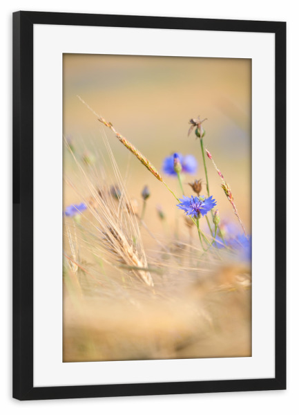 Poster mit Rahmen schwarz "Kornblume" artboxONE - Natur,Floral