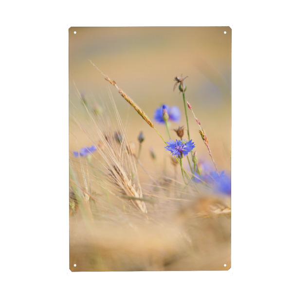 Holzbild "Kornblume" artboxONE - Natur,Floral