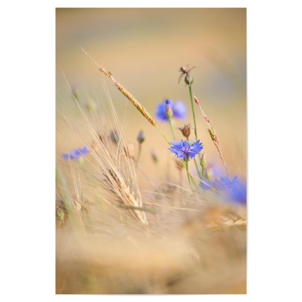 Poster "Kornblume" artboxONE - Natur,Floral