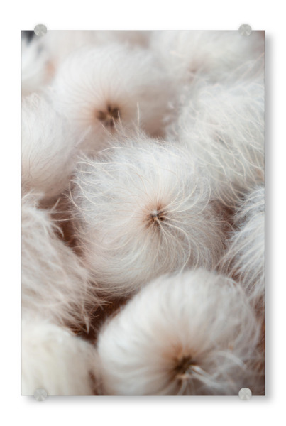 Acrylglasbild "White pureness" artboxONE - Natur,Floral