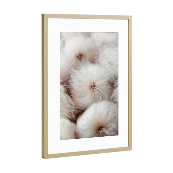 Poster mit Rahmen Gold "White pureness" artboxONE - Natur,Floral