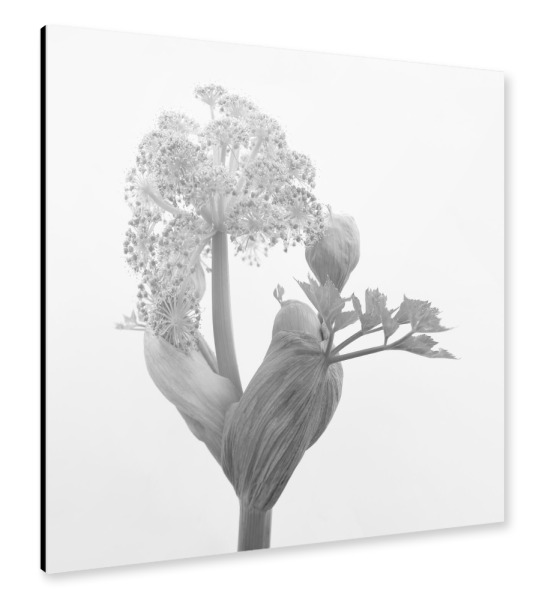 Alu-Dibond "Floral closeup" 30x30 cm artboxONE