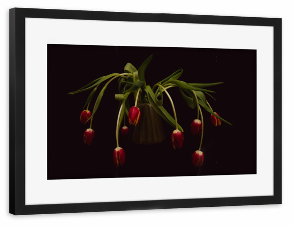 Poster mit Rahmen schwarz "Tulpen auf schwarz" artboxONE - Floral