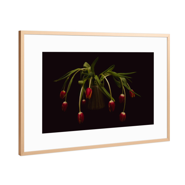 Poster mit Rahmen Kupfer "Tulpen auf schwarz" artboxONE - Floral
