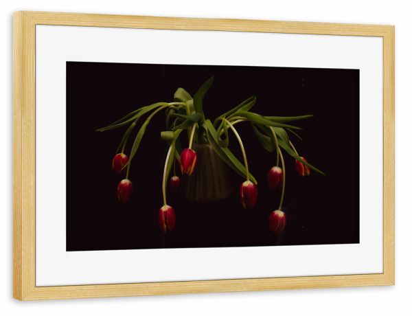 Poster mit Rahmen kiefer "Tulpen auf schwarz" artboxONE - Floral
