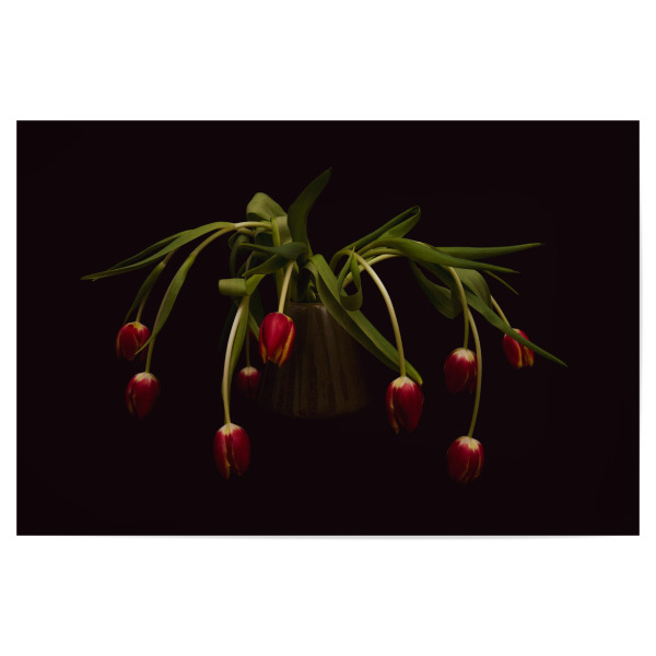 Poster "Tulpen auf schwarz" artboxONE - Floral - Tulpen,Frühling,Schwarz,Blumen,Blüten,Vase mit blume,Stillleben,Flowers,Floral,Dark,Botanical