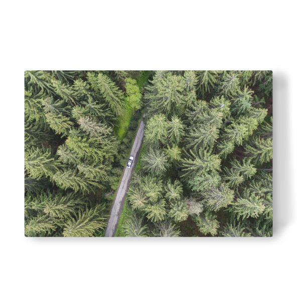 Leinwandbild "Mite in forest" artboxONE - Natur,Reise,Automobile