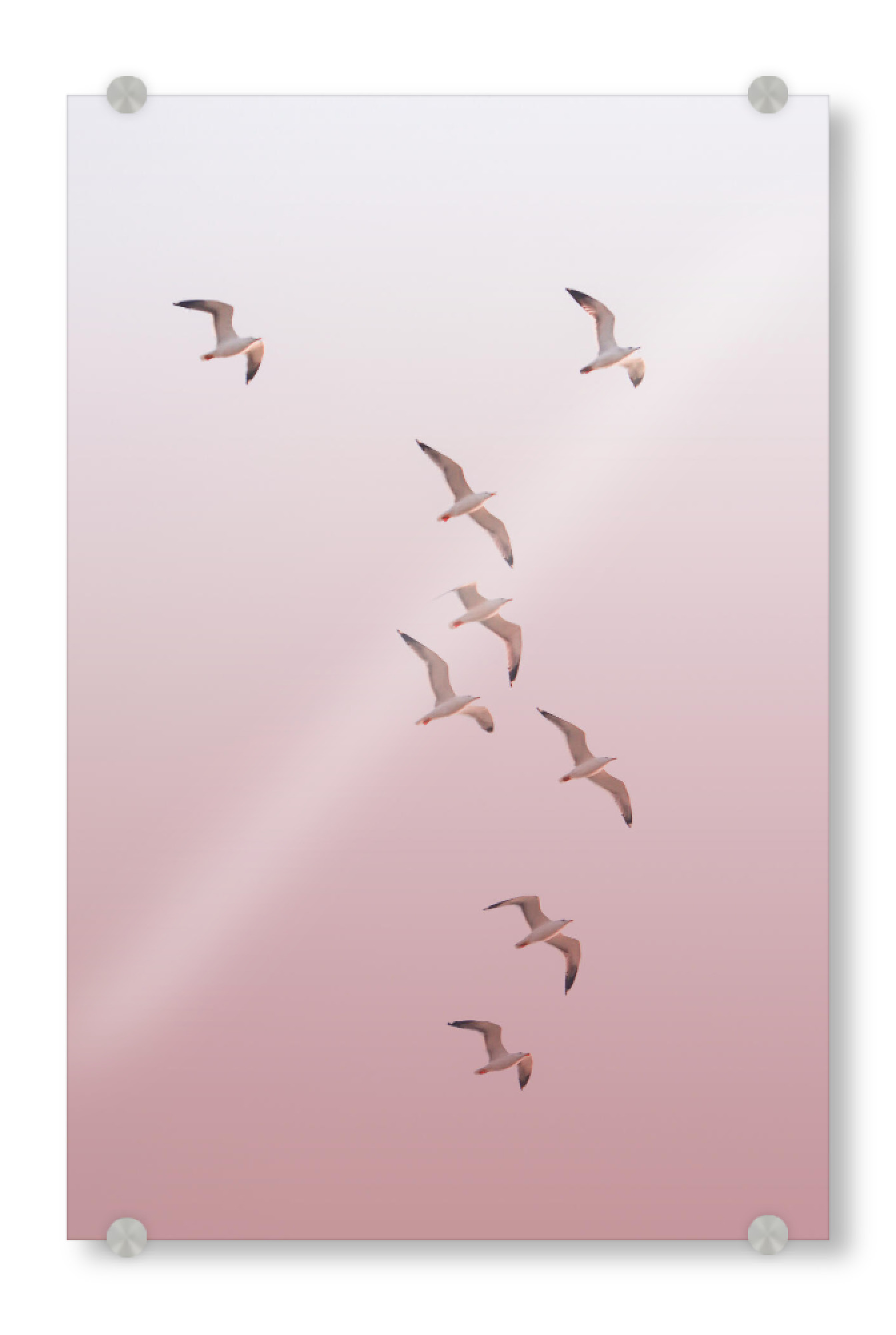 Acrylglasbild "Birds flying in the Sky" artboxONE - Natur,Reise,Tiere,Reise / Strand und Meer