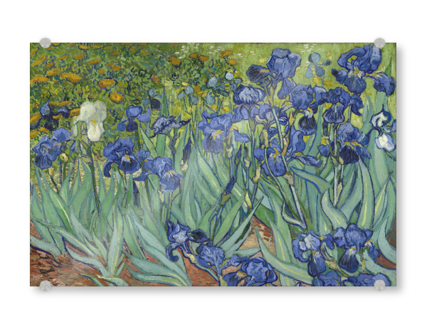 Acrylglasbild "Irise von Vincent van Gogh" artboxONE - Natur,Floral