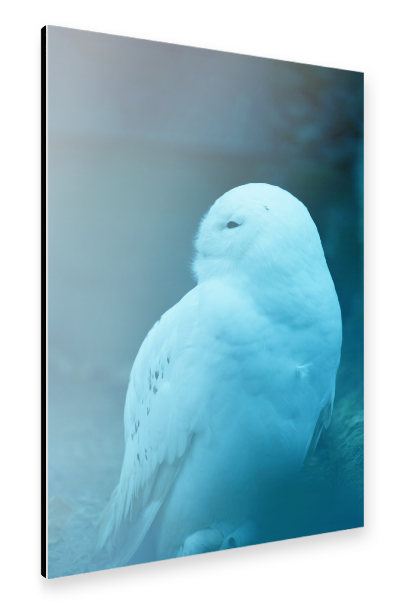 Alu-Dibond "Sitzende Schneeeule" 75x50 cm artboxONE