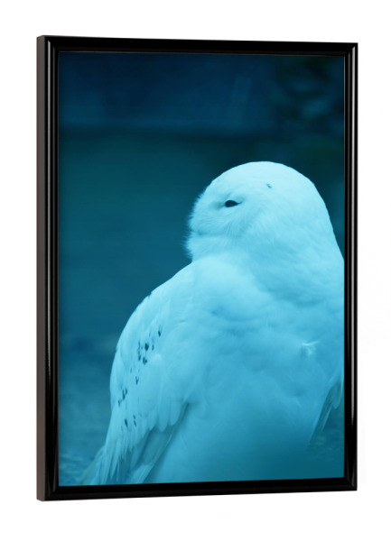 Poster mit schwarzem Rahmen "Sitzende Schneeeule" artboxONE - Natur,Reise,Tiere