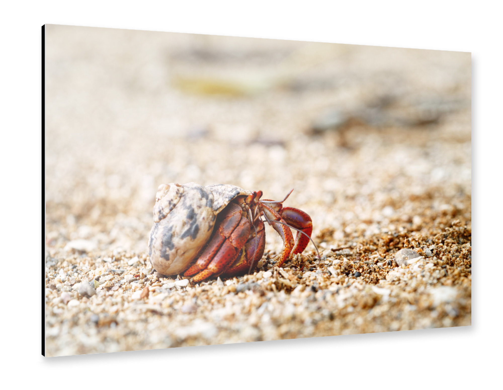 Alu-Dibond "Einsiedlerkrebs in Muschelschale" 30x20 cm artboxONE