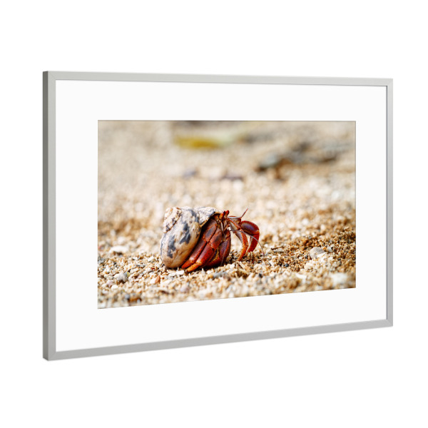 Poster mit Rahmen Silber "Einsiedlerkrebs in Muschelschale" artboxONE - Natur,Tiere,Reise / Strand und Meer