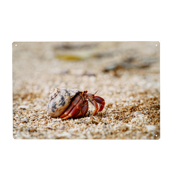 Holzbild "Einsiedlerkrebs in Muschelschale" artboxONE - Natur,Tiere,Reise / Strand und Meer