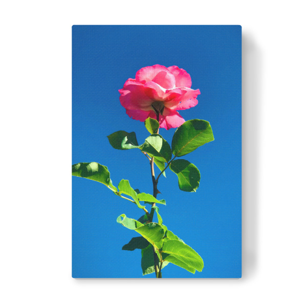 Leinwandbild "Rose streckt sich zum Himmel" artboxONE - Natur,Floral