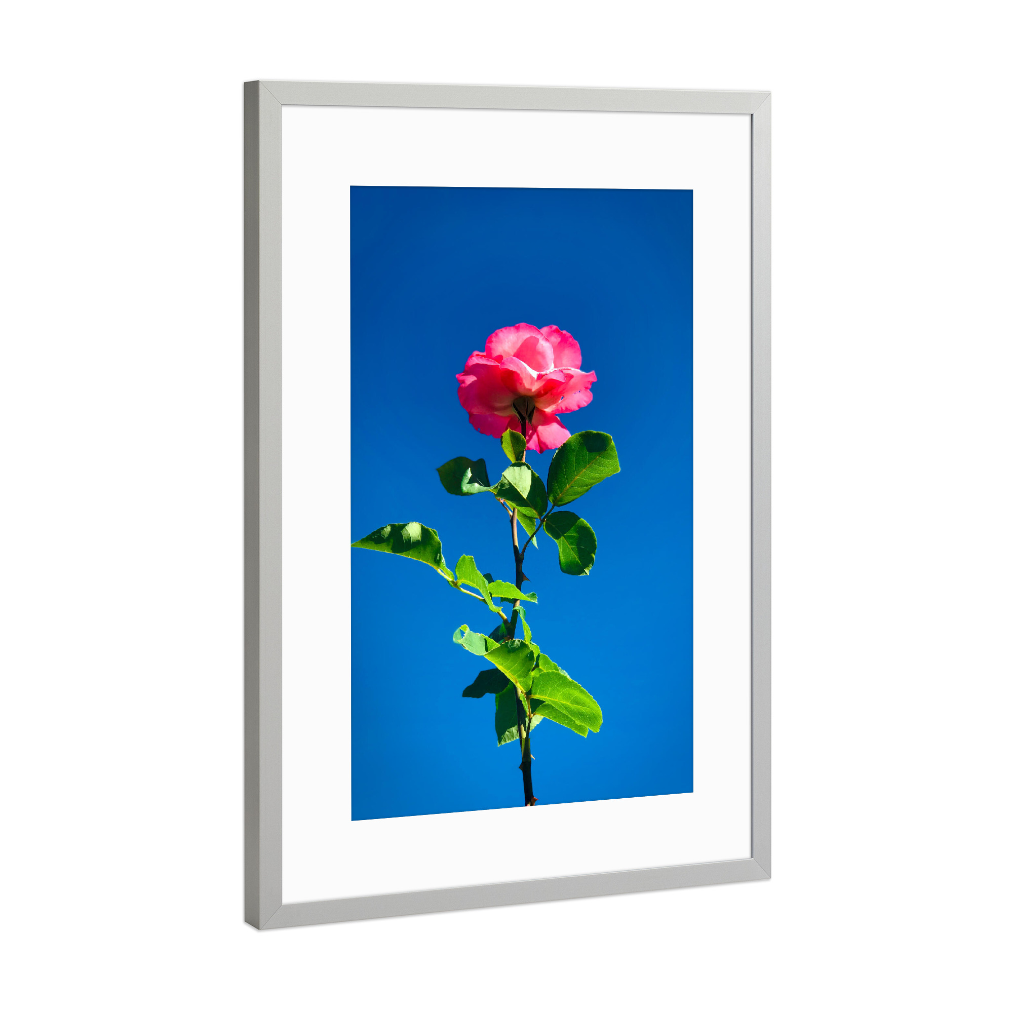 Poster mit Rahmen Silber "Rose streckt sich zum Himmel" artboxONE - Natur,Floral