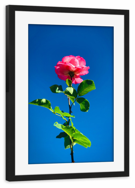 Poster mit Rahmen schwarz "Rose streckt sich zum Himmel" artboxONE - Natur,Floral