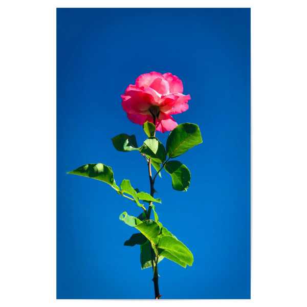 Poster 30x20 cm "Rose streckt sich zum Himmel" artboxONE - Natur,Floral