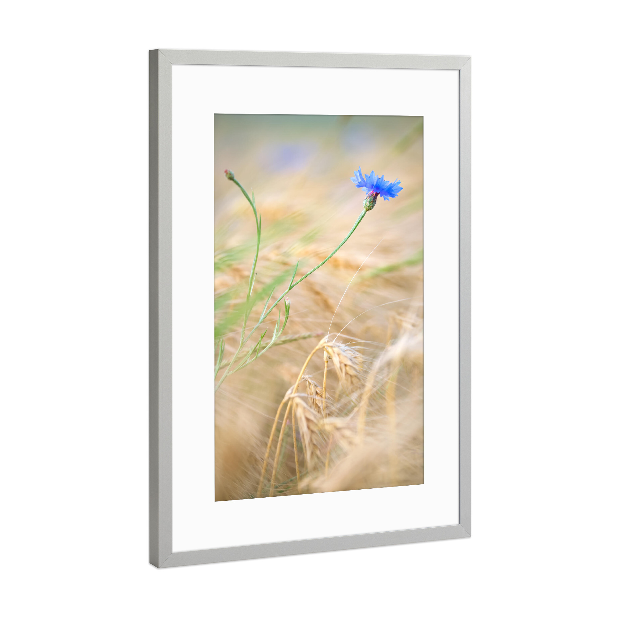 Poster mit Rahmen Silber "Kornblume im Getreidefeld" artboxONE - Natur,Floral
