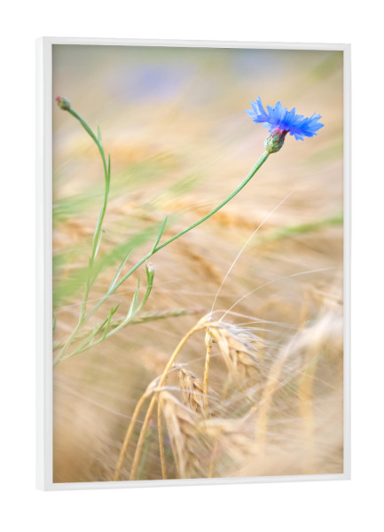 Poster mit weißem Rahmen "Kornblume im Getreidefeld" artboxONE - Natur,Floral