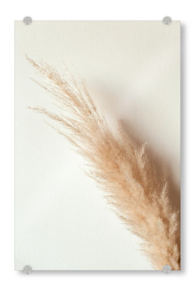 Acrylglasbild "Tan pampas grass" artboxONE - Natur - Pampas,Gras,Natur,Nature,Leaves,Blätter,Deko,Boho,Bohemian,Plant,Pflanze,Botanical