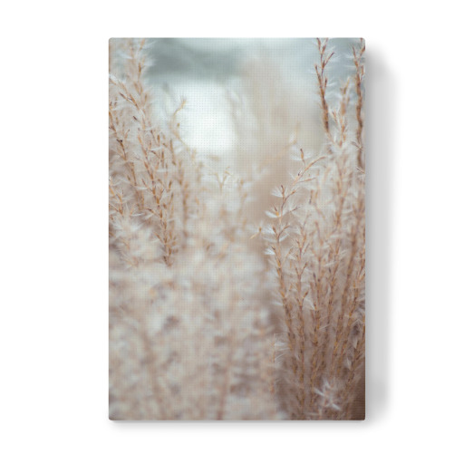 Close up of feather grass