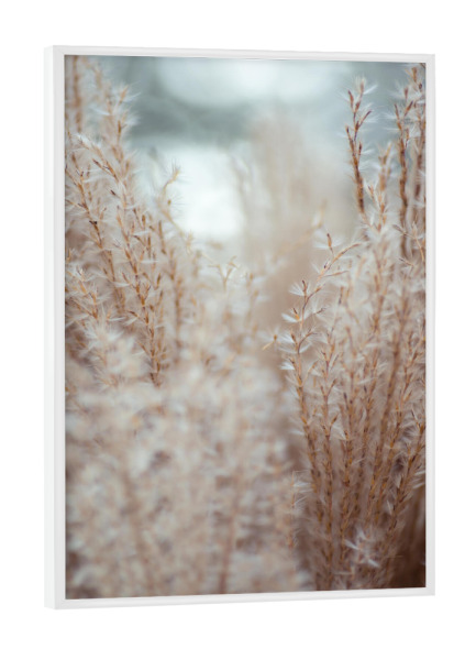Poster mit weißem Rahmen "Close up of feather grass" artboxONE - Natur,Floral