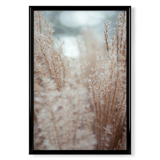 Close up of feather grass Close up of feather grass