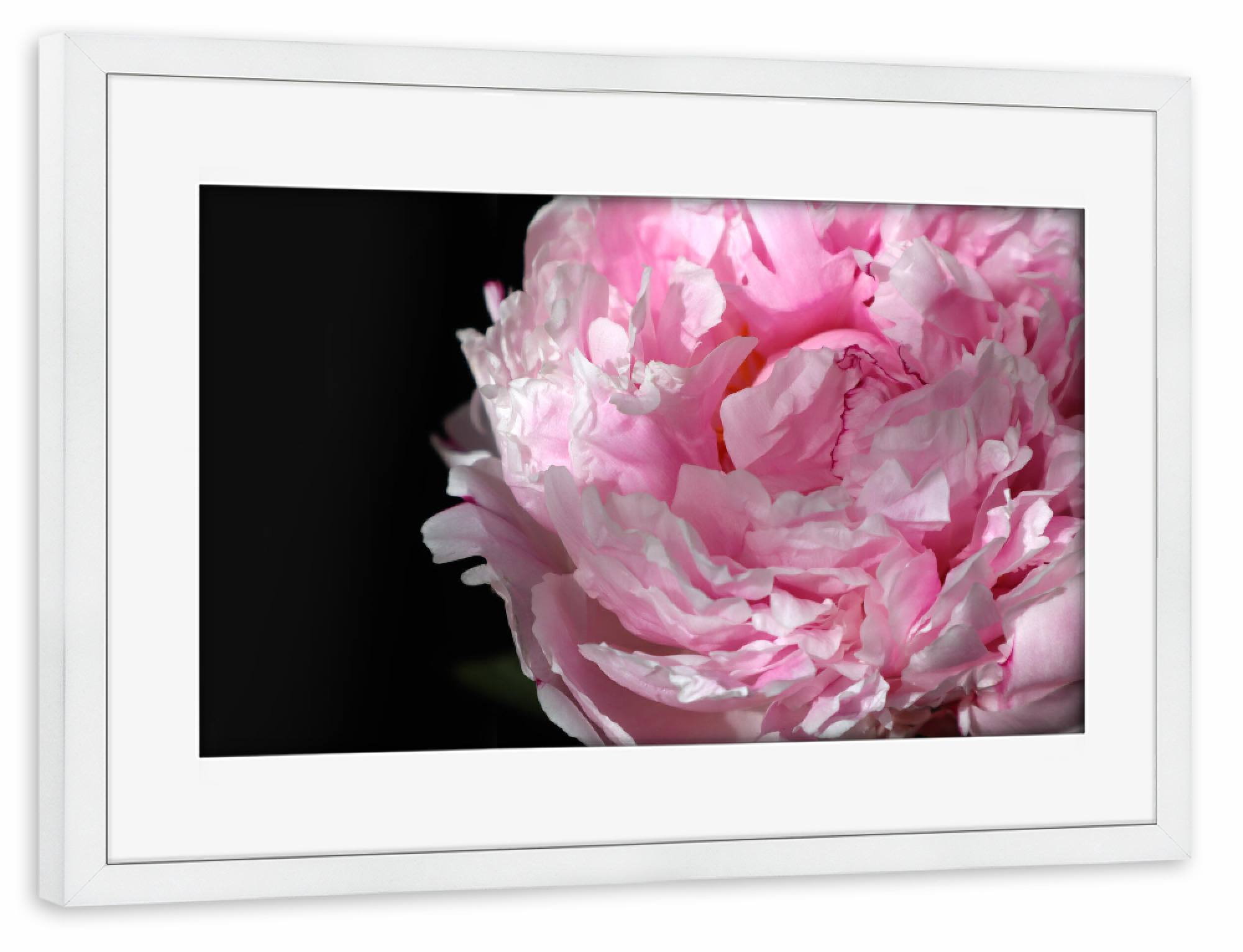 Poster mit Rahmen weiß "Pink peony photography" artboxONE - Natur,Floral - Pink,Peony,Feminine,Black,Flower,Floral,Botanical,Natur,Nature