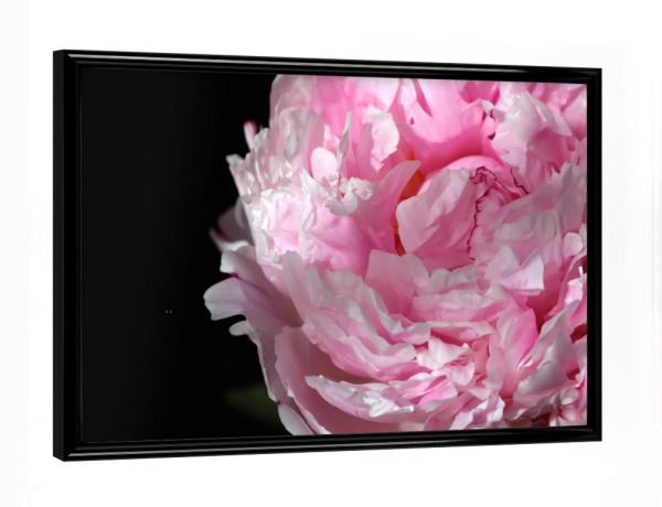 Poster mit schwarzem Rahmen "Pink peony photography" artboxONE - Natur,Floral - Pink,Peony,Feminine,Black,Flower,Floral,Botanical,Natur,Nature
