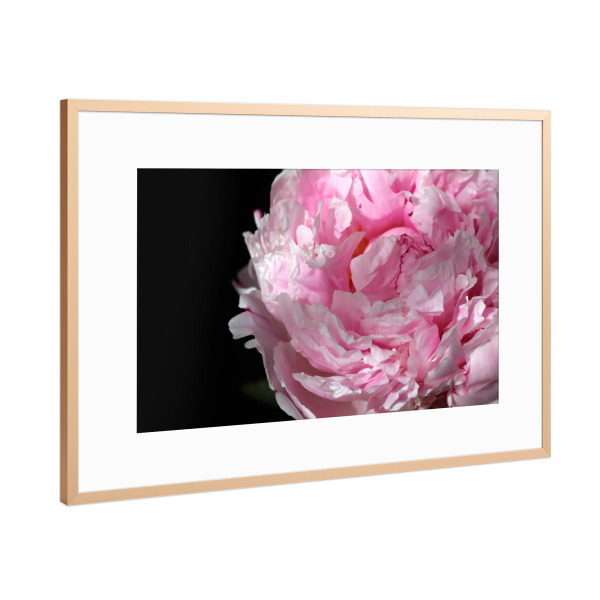 Poster mit Rahmen Kupfer "Pink peony photography" artboxONE - Natur,Floral - Pink,Peony,Feminine,Black,Flower,Floral,Botanical,Natur,Nature